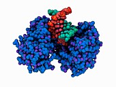 Human DNA polymerase complex