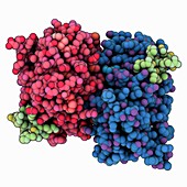 Human oestrogen receptor complex