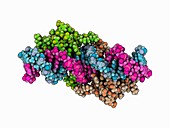 Lac repressor DNA complex