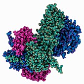 Hsp90 chaperone complex