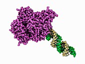 Argonaute protein complexed with RNA