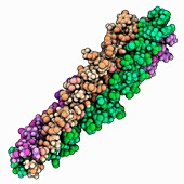 SARS virus spike glycoprotein