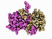 Ebola virus VP30 C-terminal domain