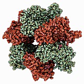 Hypothetical regulatory protein