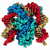 DNA-bending protein Hbb complex