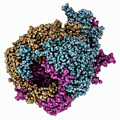 Chimpanzee adenovirus coat protein