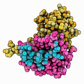 HIV Vif BC-box complexed with ElonginB