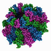 HK97 family phage portal protein