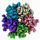 Human nucleoplasmin Npm2