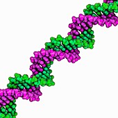 Synthetic DNA molecule