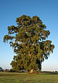 Eucalyptus tree, Greece.