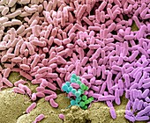 Bacteria found on a dishcloth, SEM