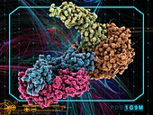 HIV antibody therapy, molecular model