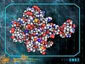 Human prion protein molecule