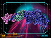 Myosin molecular motor protein