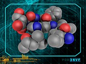 Human prion protein segment