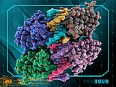 Tumour suppressor p73 protein and DNA