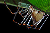 Comb-footed spider with eggs