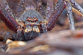 Huntsman spider