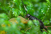 Cricket in undergrowth