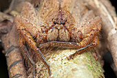 Huntsman spider