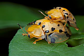 Tortoise beetles mating