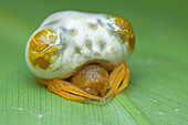 Bird dung spider