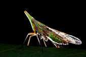 Dictyopharid planthopper