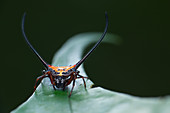 Long-spine orb-weaver spider
