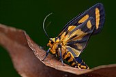 Day-flying moth