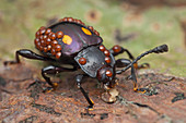 Mites on fungus beetle