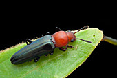 Lizard beetle on leaf