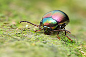 Iridescent beetle