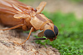 Ship-timber beetle