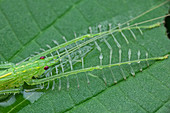 Predatory katydid