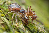 Crab spider preying on ant