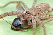 Huntsman spider with prey