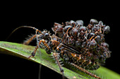 Ant-snatching assassin bug