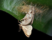 Moths mating