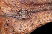 Huntsman spider