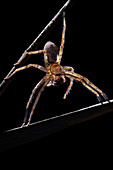 Huntsman spider