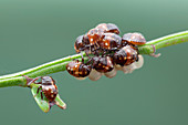Baby shield bugs