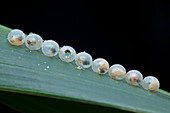 Parasitized insect eggs