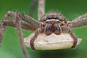 Huntsman spider with egg sac