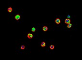 Fruit fly immune system cells, fluorescence micrograph