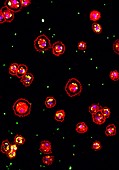 Fruit fly immune system cells, fluorescence micrograph