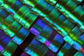 Madagascan sunset moth wing scales, light micrograph