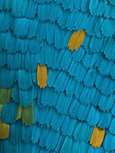California pipevine swallowtail butterfly wing scales, SEM