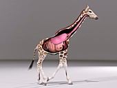 Giraffe anatomy, illustration