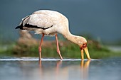 Yellow-billed stork feeding